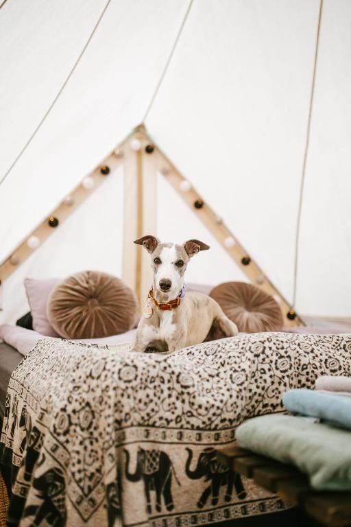 Domácí mazlíčci ubytovaní s hosty v ubytování Vättervy Glamping