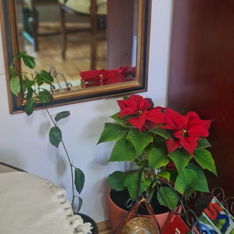 Fotografia z galérie ubytovania Apartman EXKLUZIV v destinácii Čačak