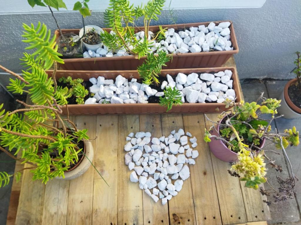 a display of plants and rocks on a wooden table at 21 Pin Oak Guest House in Cape Town