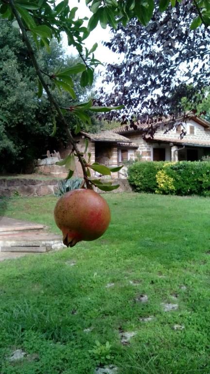 Ogród w obiekcie Agriturismo Casale Loreto