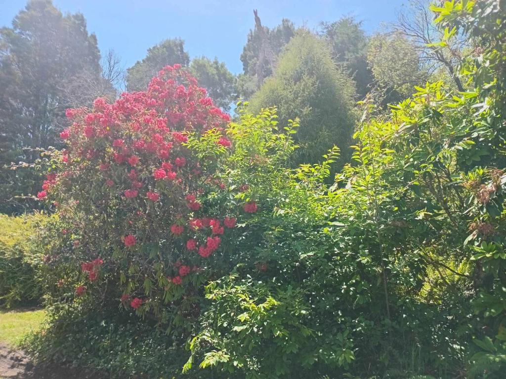Cottage and geothermal pool by lake Taupo - Resim 10