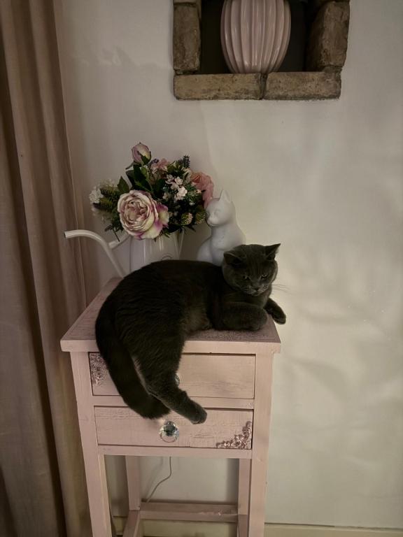 Domácí mazlíčci ubytovaní s hosty v ubytování B&B La Terrazza