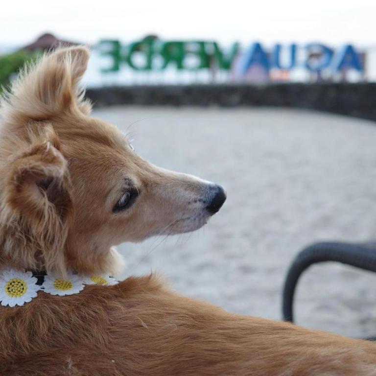Domácí mazlíčci ubytovaní s hosty v ubytování Acuaverde Beach Resort