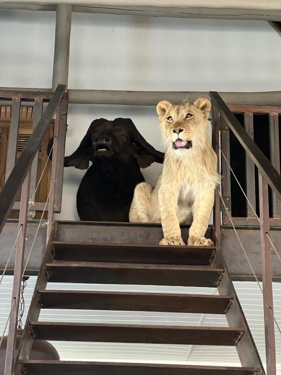 Domácí mazlíčci ubytovaní s hosty v ubytování Simba Safaris African Pride Exotic Lodge
