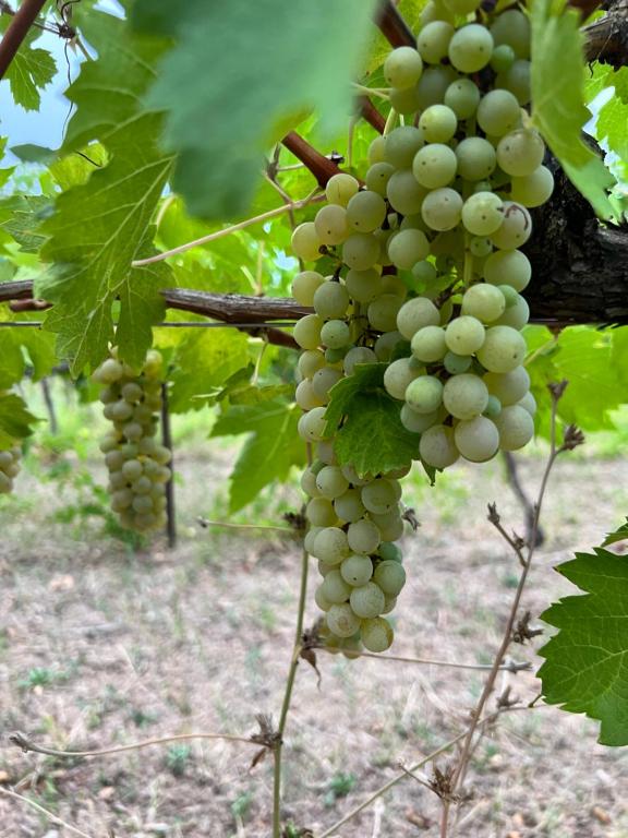Agriturismo Podere La Fornace - Двухместный номер