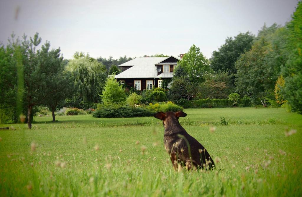 a cow sitting in a field in front of a house at Alpakarium, Hodowla alpak & pensjonat in Stara Kornica