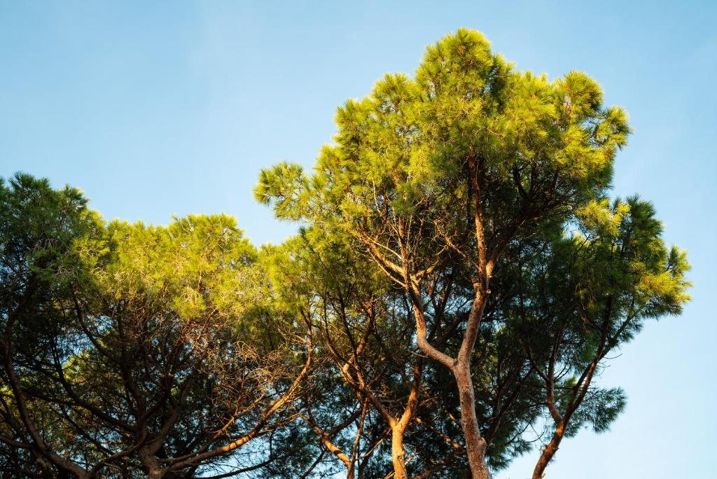 Fotografie z fotogalerie ubytování Hotel Parco dei Pini - 100mt dal Mare v destinaci Follonica