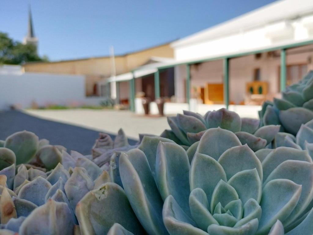 a succulent plant sitting in front of a building at Rusgenot - Richmond, Karoo in Richmond