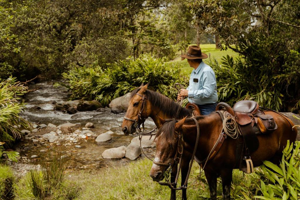 Animales en el hotel o alrededores