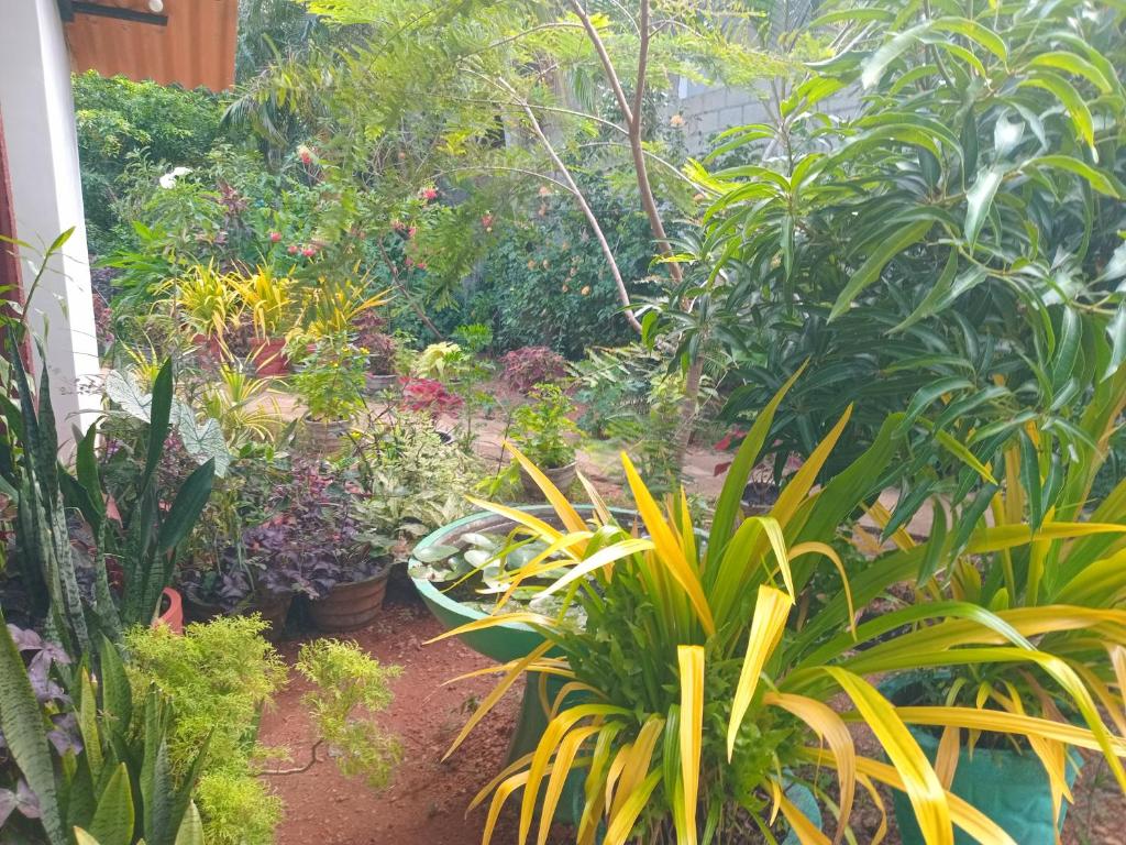 City Paradise Dambulla - 11