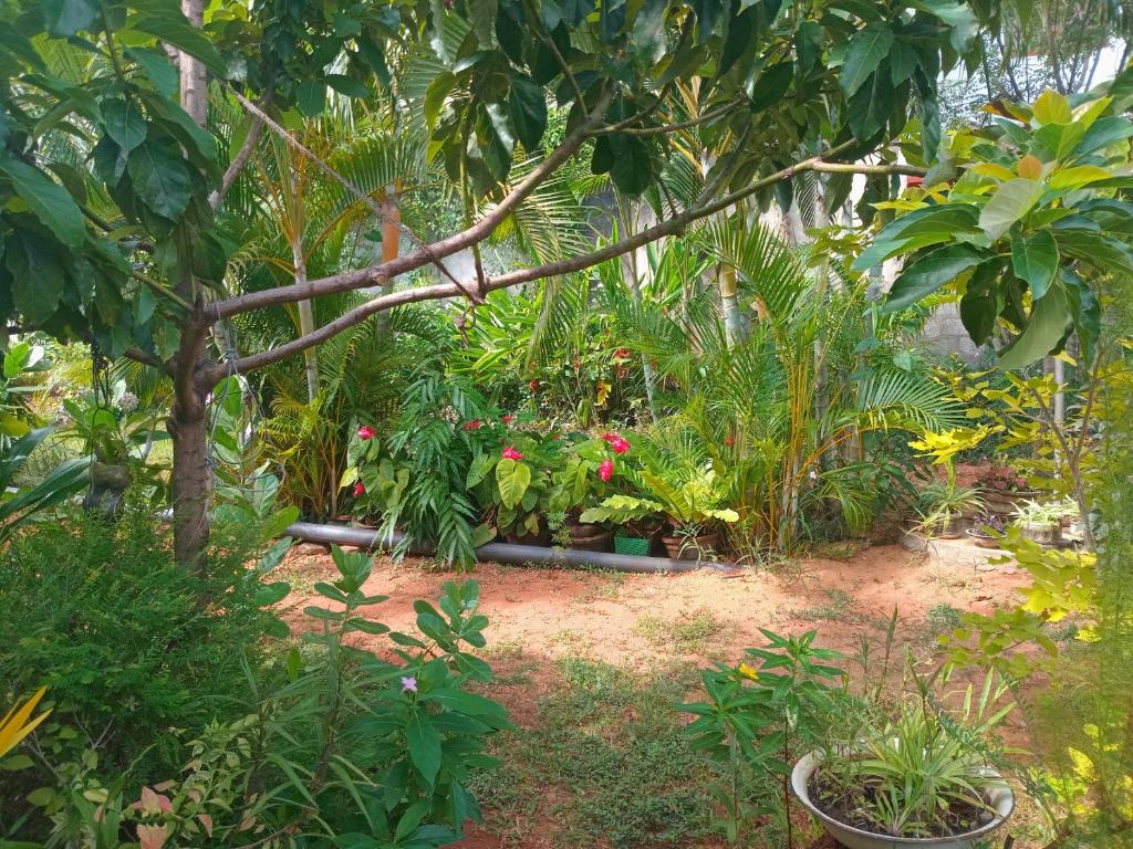 City Paradise Dambulla - 10