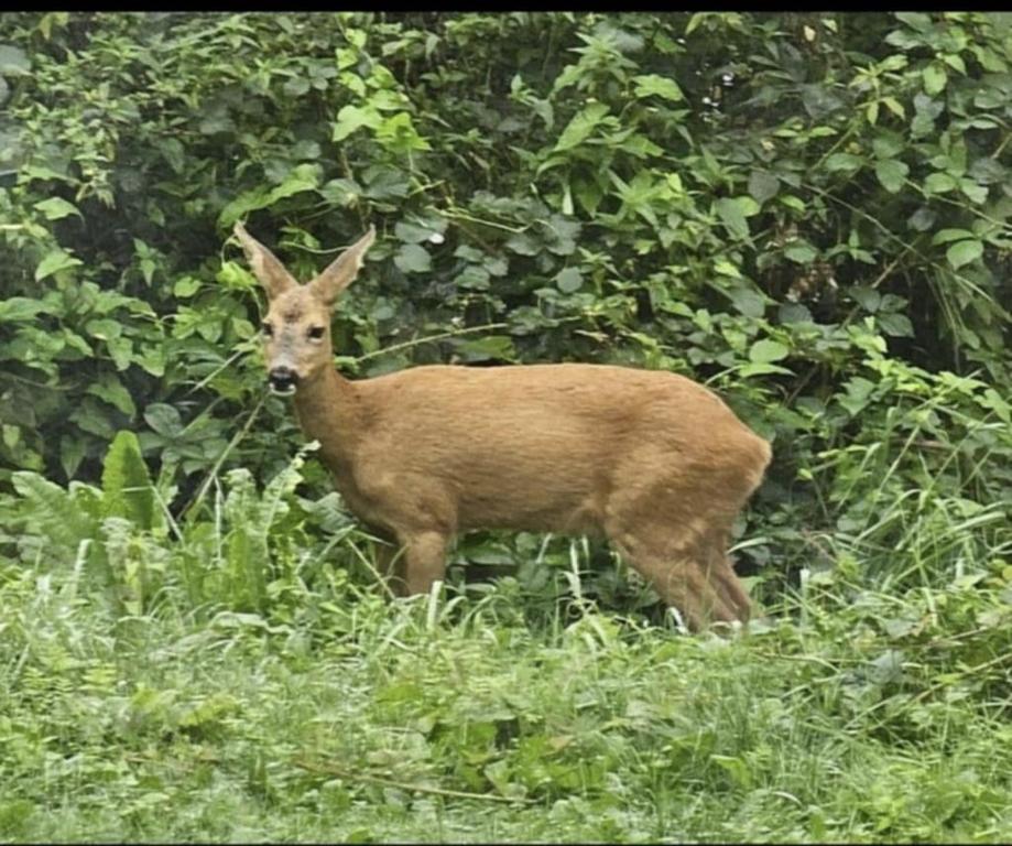 Zvířata v chaty nebo okolí