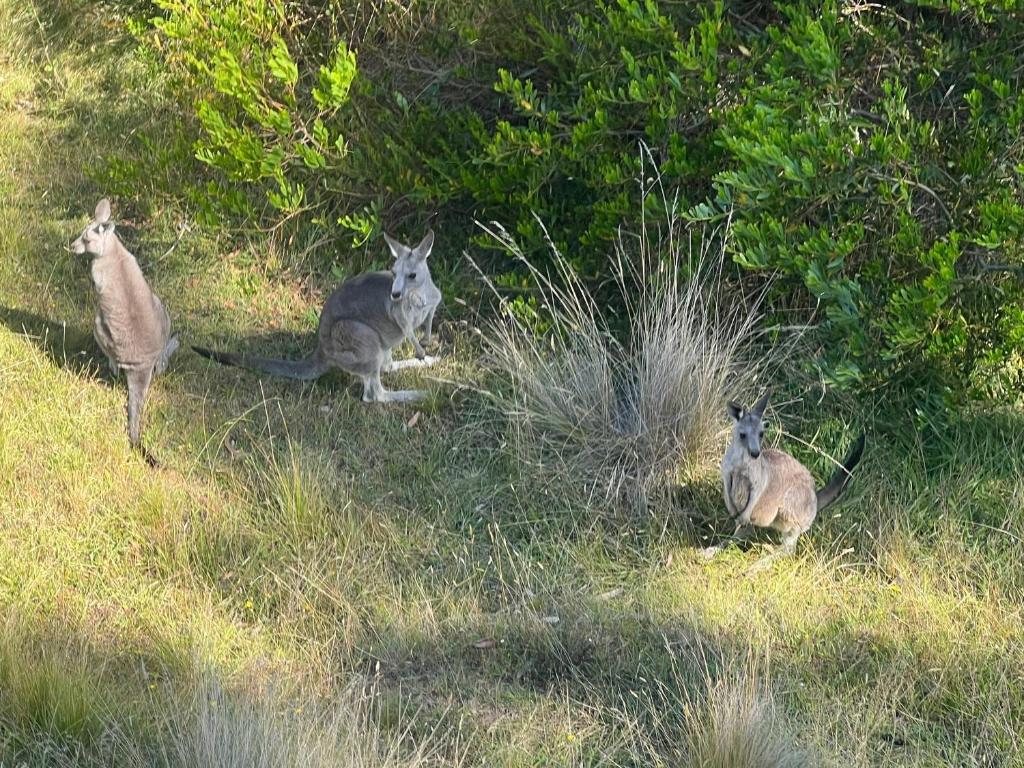 Altri animali domestici presso la casa vacanze o nei dintorni