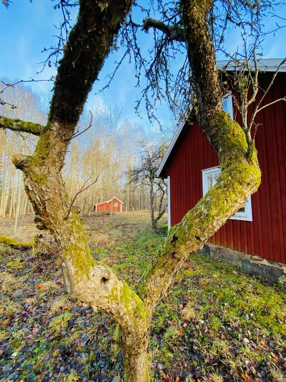 Fotografie z fotogalerie ubytování Villa Apple Garden v destinaci Tingsryd