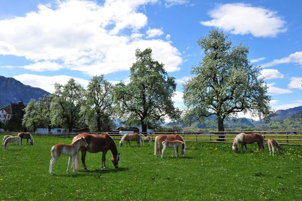 Állatok a vendégházban vagy a közelben