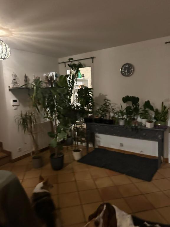un chien est assis dans une pièce avec des plantes dans l'établissement Leffy 2 chambres confortable à la campagne, à Verniolle