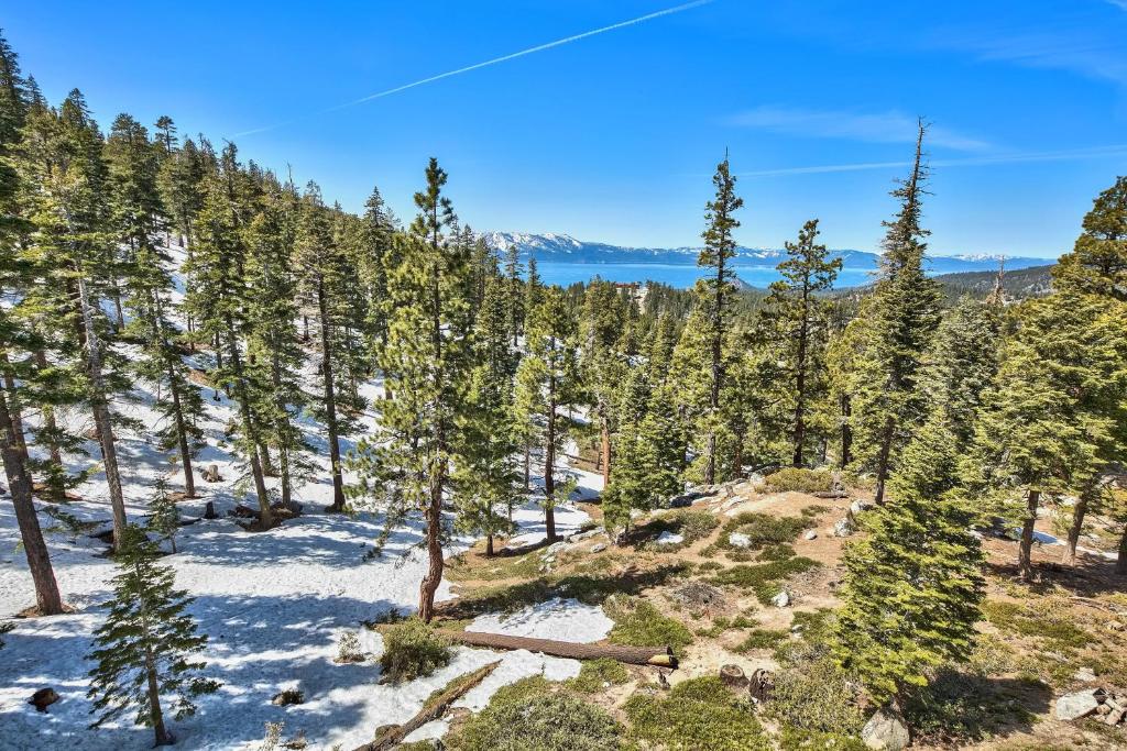 a view of a forest of trees in the snow at Mv8 lakeview across from Heavenly in Stateline