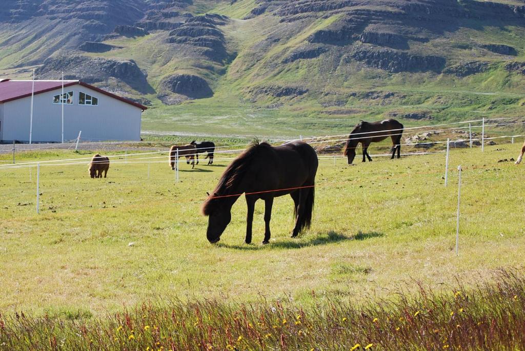 Tiere im Ferienhaus oder in der Nähe