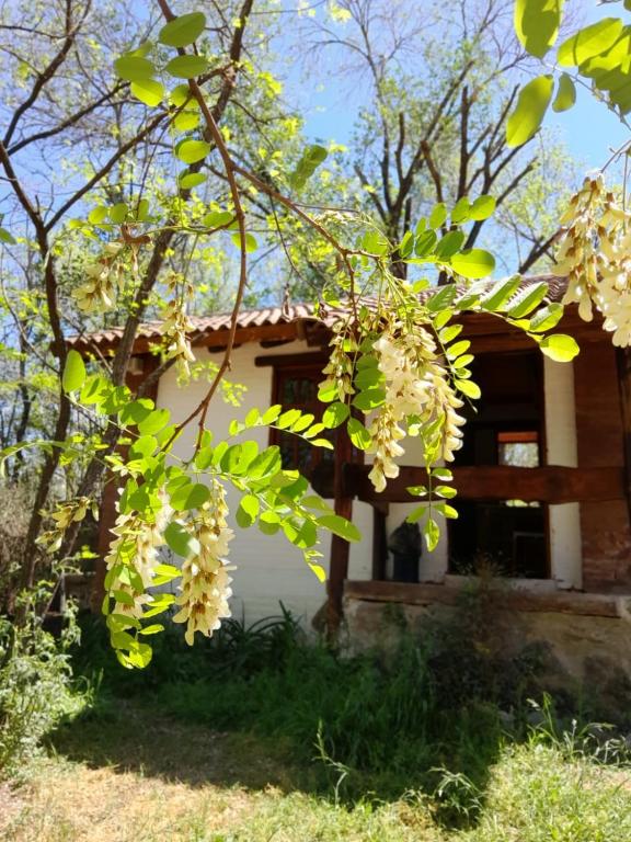 a tree with white flowers in front of a house at Cabañas Franca Austral in Santa Rosa de Calamuchita