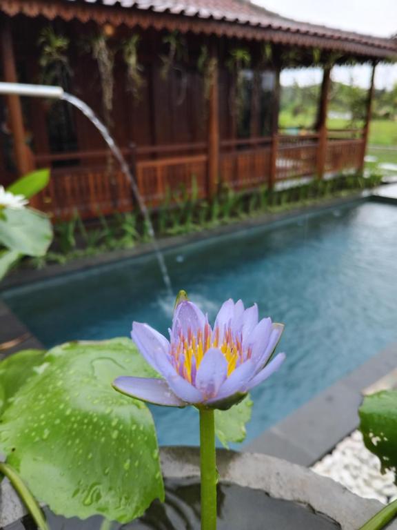 una ninfea rosa davanti a una piscina di Lotus cottage a Bedahulu