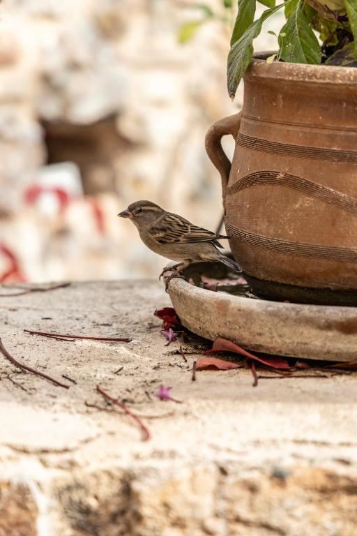 Asomaton by Oniro - Resim 32