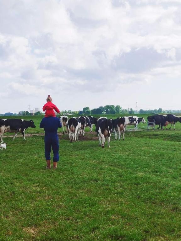 a woman standing in a field looking at cows at City Farmer Farmyard Stays, Sleep Easy, Stay Rural, Explore Amsterdam in Amsterdam