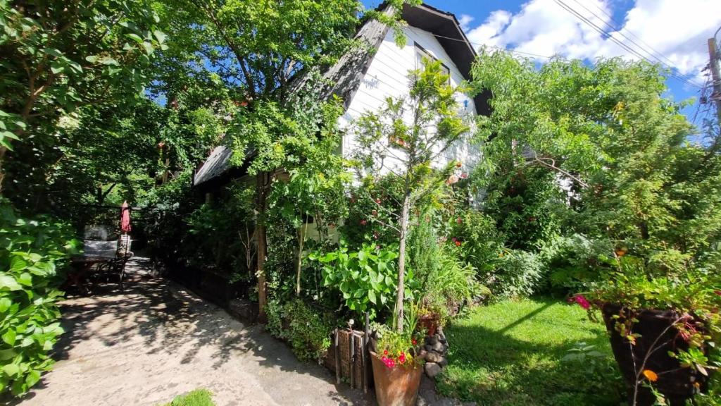 a garden with a fence and some plants at Casa Villa Amanecer in Villarrica