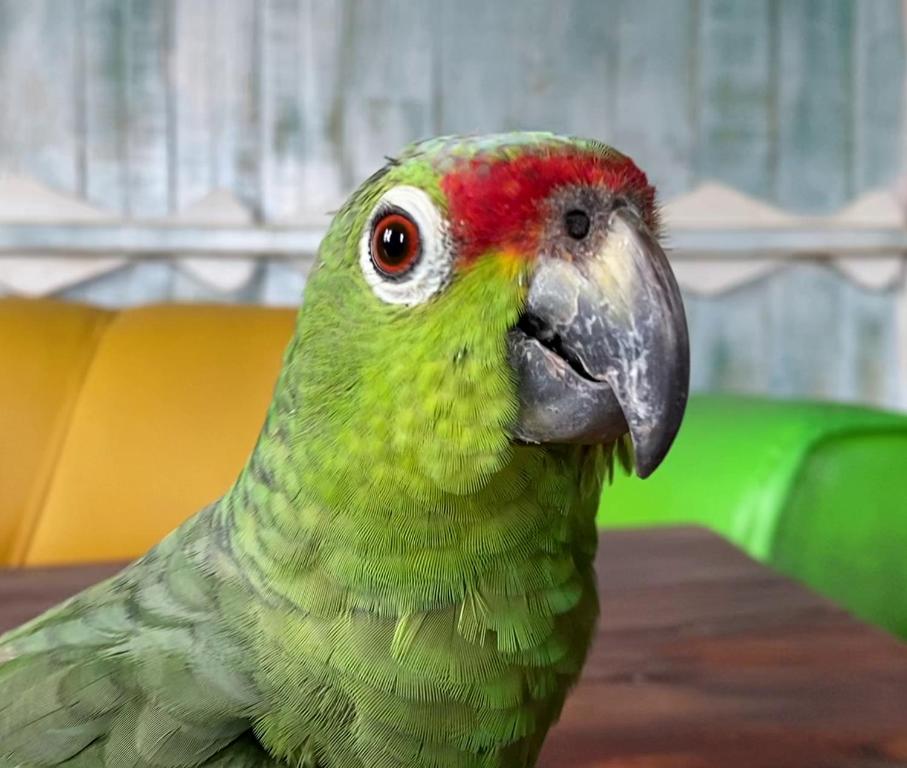 Animales en el hostal o alrededores