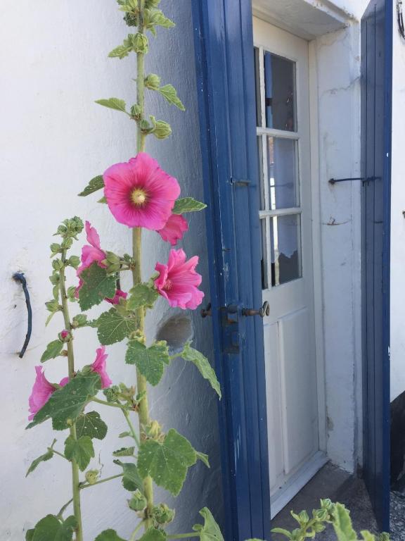 une plante avec des fleurs roses devant une porte dans l'établissement Maison 3 chambres 8 couchages plage à pied!, à Saint-Pierre-dʼOléron