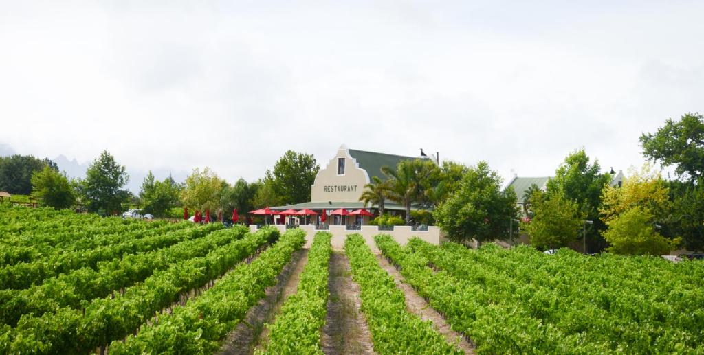 un campo de cultivos con un edificio en el fondo en Skilpadvlei Wine Farm en Stellenbosch