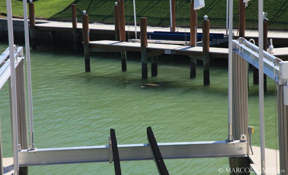 una vista de un muelle con agua verde en Kendall Drive, en Marco Island