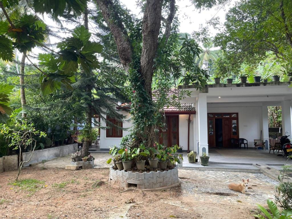 Κήπος έξω από το Villa 223