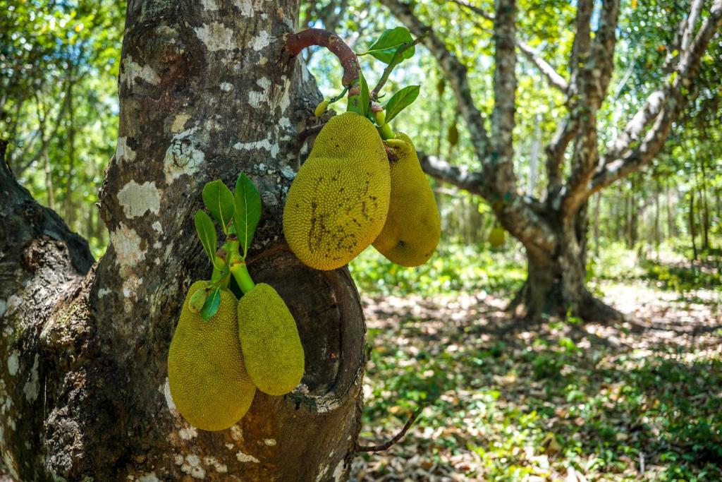 Zahrada ubytování Dome @Jackfruit Jungle Paradise