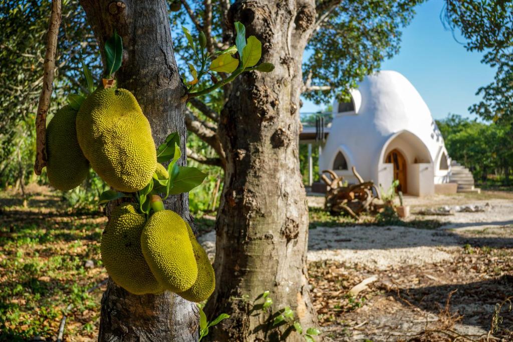 Zahrada ubytování Dome @Jackfruit Jungle Paradise