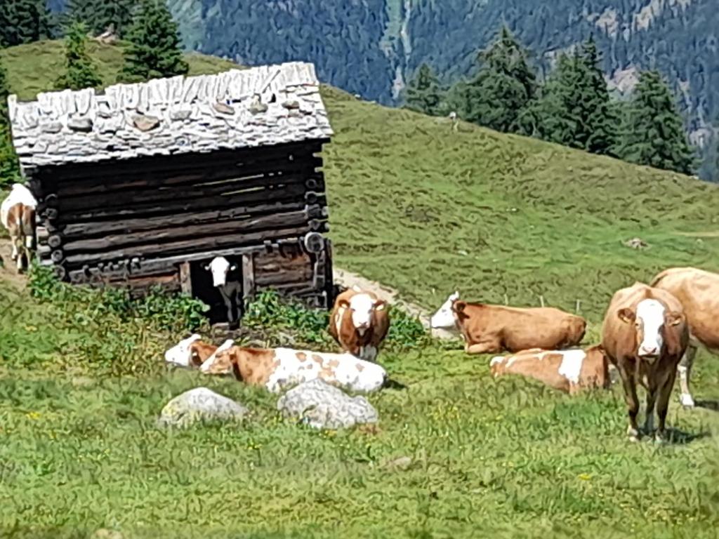 Zvieratá v dovolenkovom dome alebo blízkom okolí