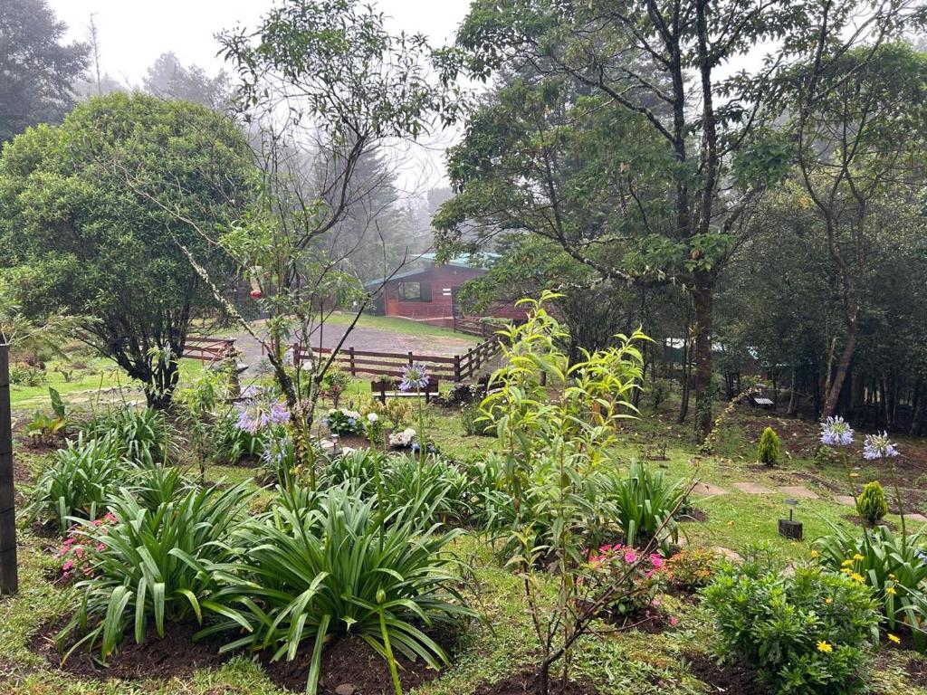 Zahrada ubytování Curuba Lodge