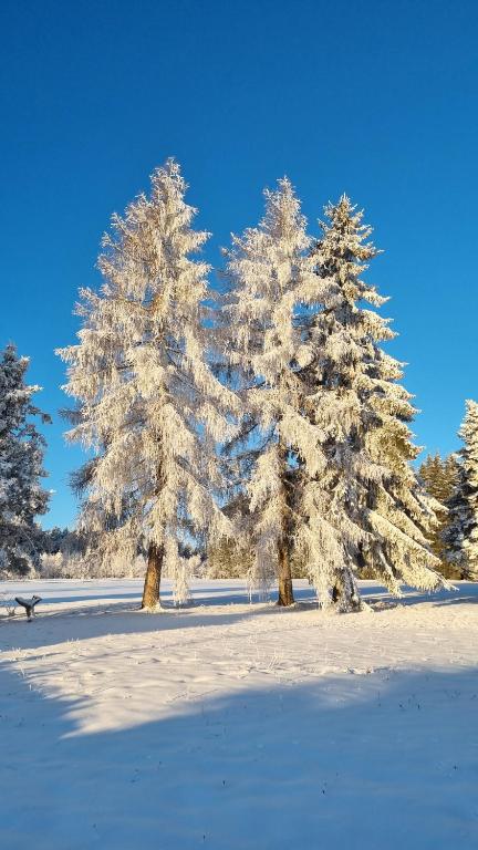 Hotel Erlebnis Wald v zimě