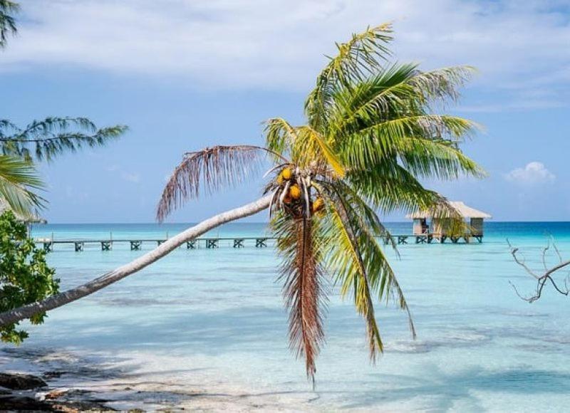 eine Palme am Strand mit einem Pier in der Unterkunft Sunset Hill Lodge in Bora Bora