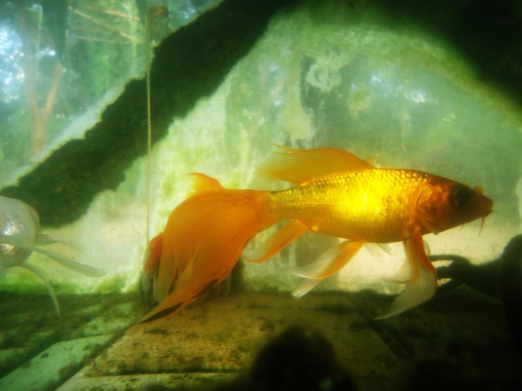 Zvířata v ubytování v soukromí nebo okolí