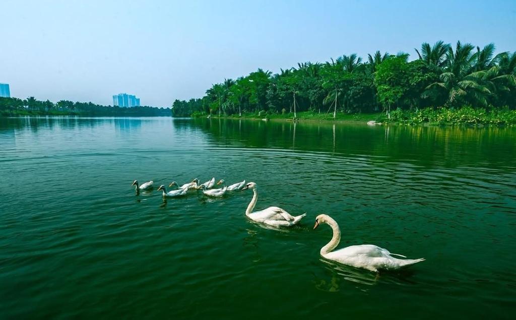 a group of swans swimming in the water at Đã đóng cửa in Cong Luận