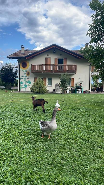 Kép Agriturismo Girasole szállásáról Fai della Paganellában a galériában