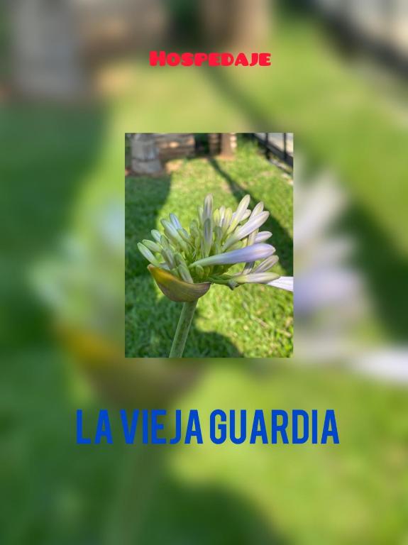 Zahrada ubytování La Vieja Guardią