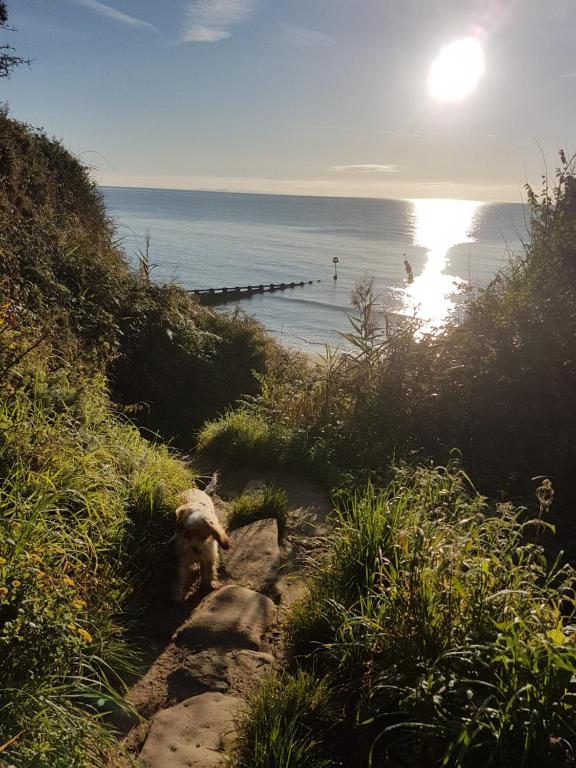 a dog walking down a path next to a beach at HighTide - 2 bed with parking, balcony & sea view. in Swanage