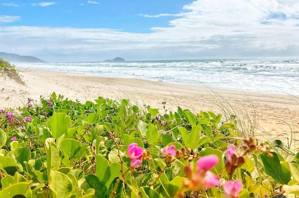 un campo de flores junto a la playa en Condomínio 3 casas, en Florianópolis