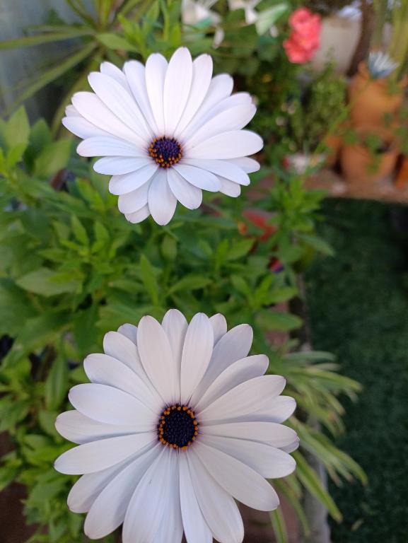 A garden outside Apartamento MIRAMAR