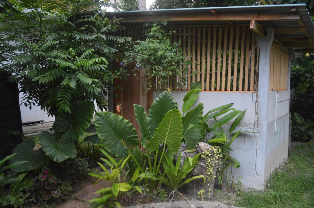 Zahrada ubytování Coconut Grove - Midigama