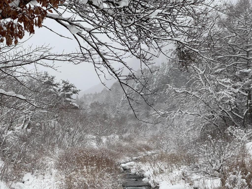 雪うさぎ v zimě