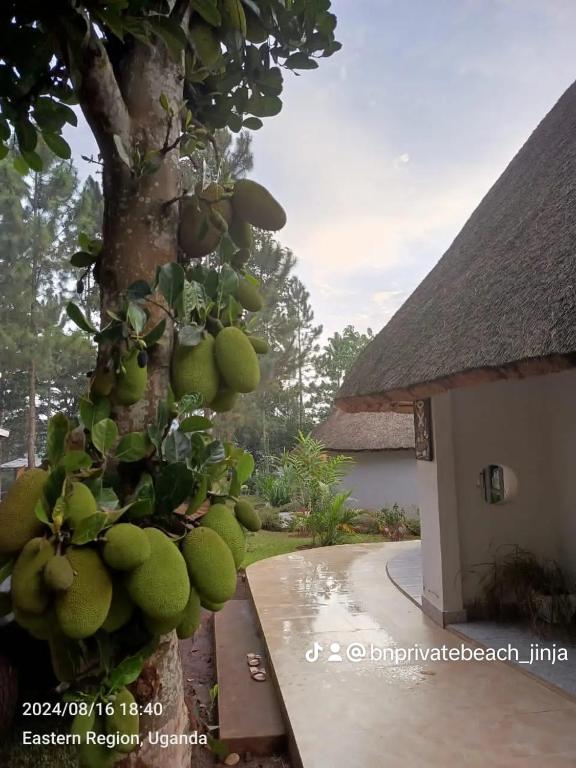 Fotografie z fotogalerie ubytování BN Private Beach & Resort - Jinja v destinaci Jinja