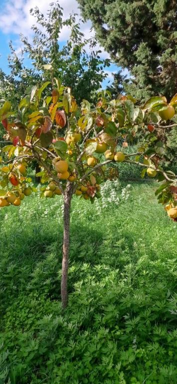A garden outside Il Pettirosso