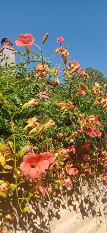A garden outside Il Pettirosso